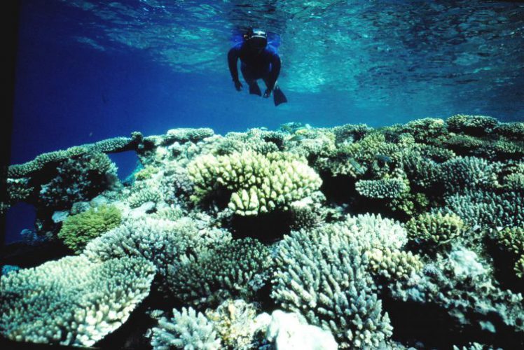 korallenriff-schnorcheln